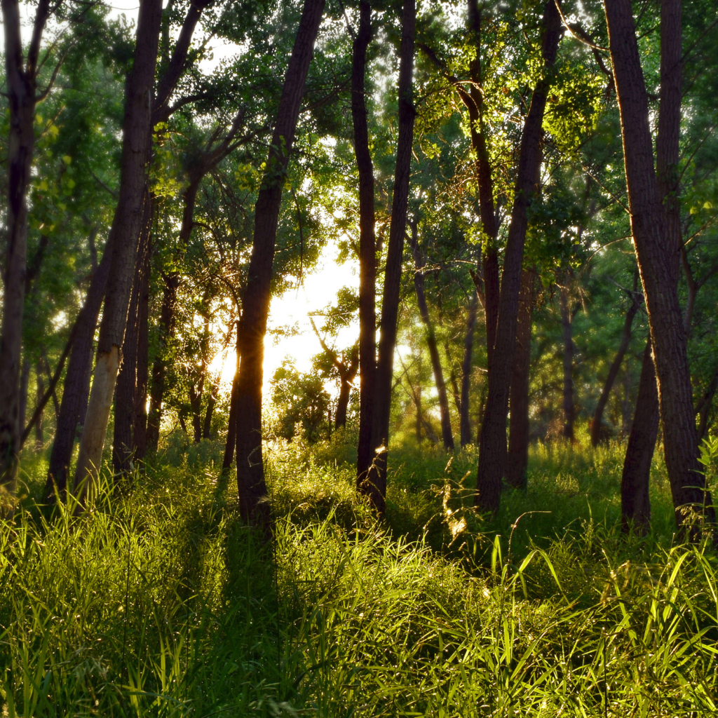 Our Environmental Commitment x Reforest’Action